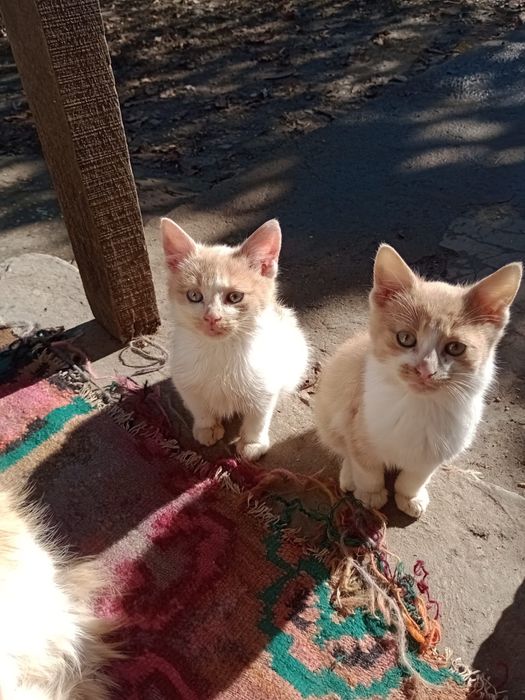 Donez pisicuta si motanel de 2 luni