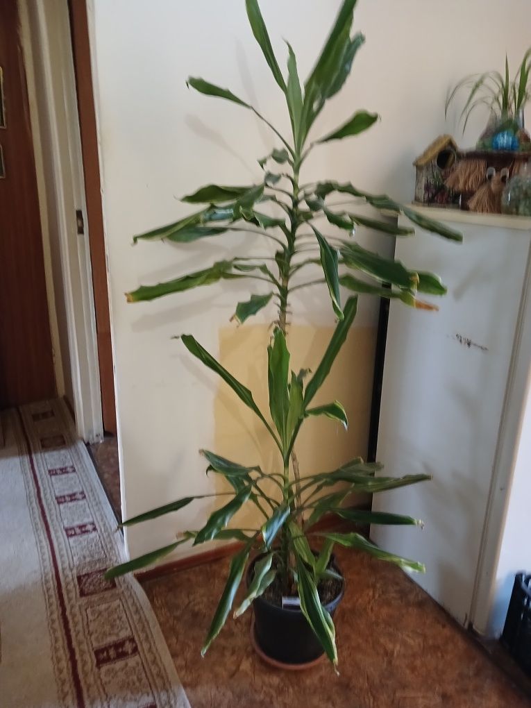 Продам домашние растения