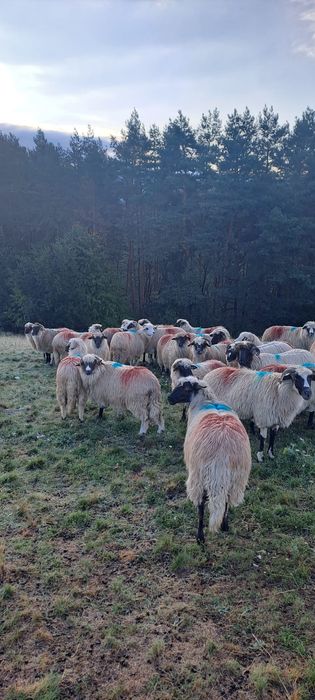 Vând 20 de oi și 2 berbeci