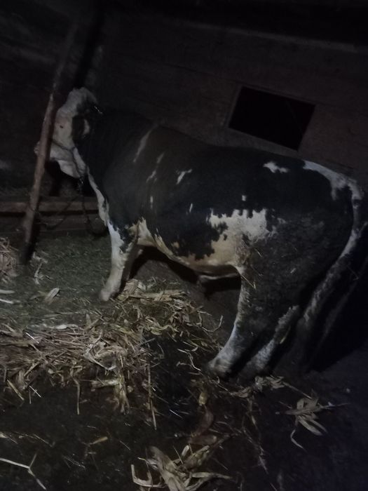 Taur baltat de un an si 4 luni