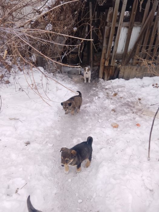 Отдам щенят, очень милые.