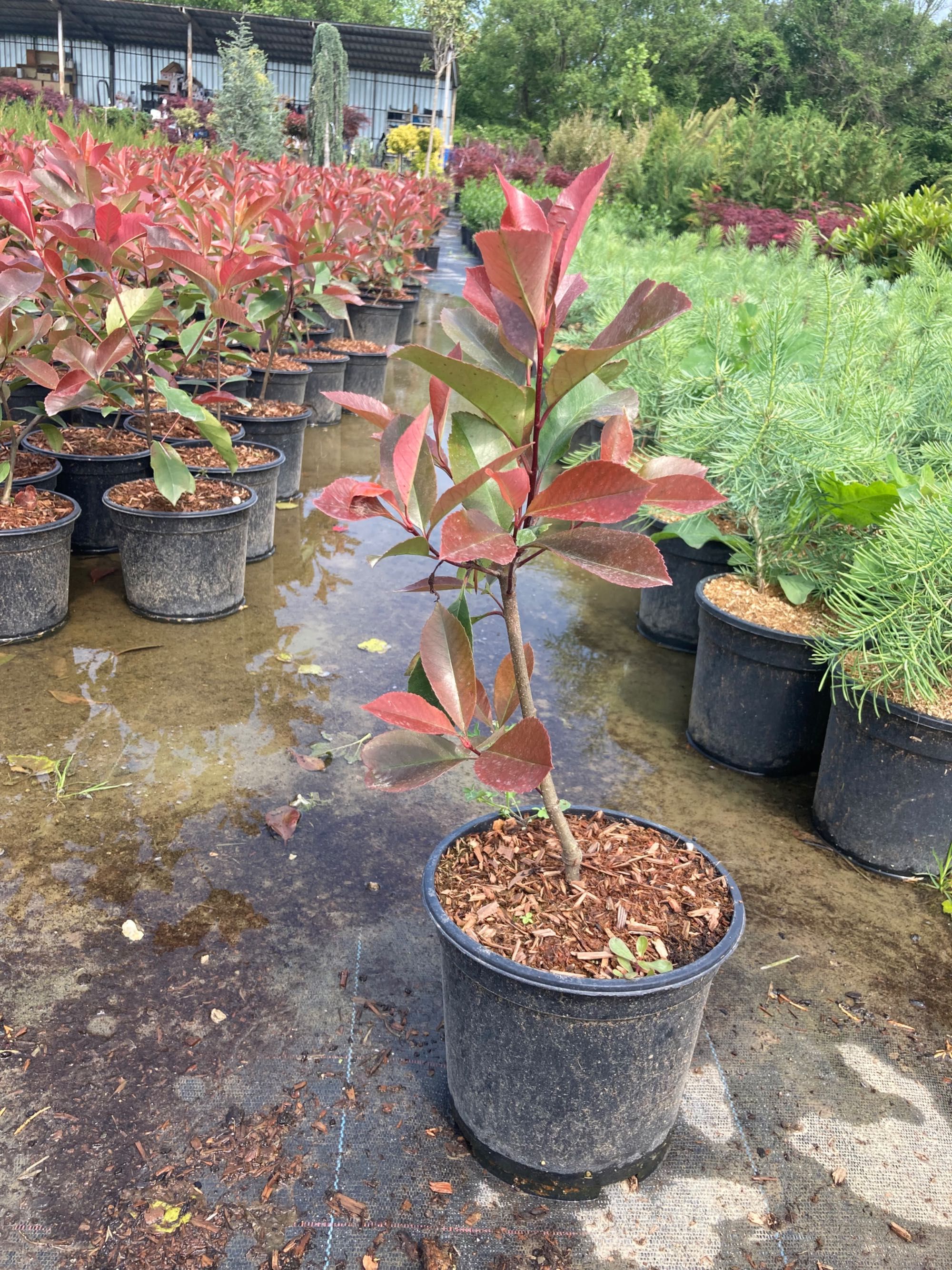 Фотиния photinia red robin