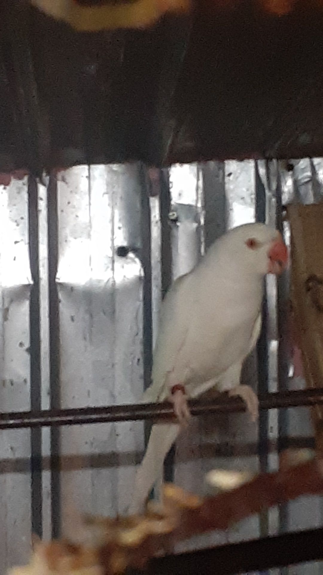Papagali agapornis  peruși  micul alexandru