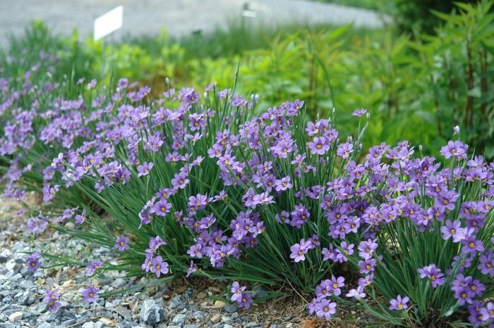 Сисиринхиум (Sisyrinchium angustifolium)