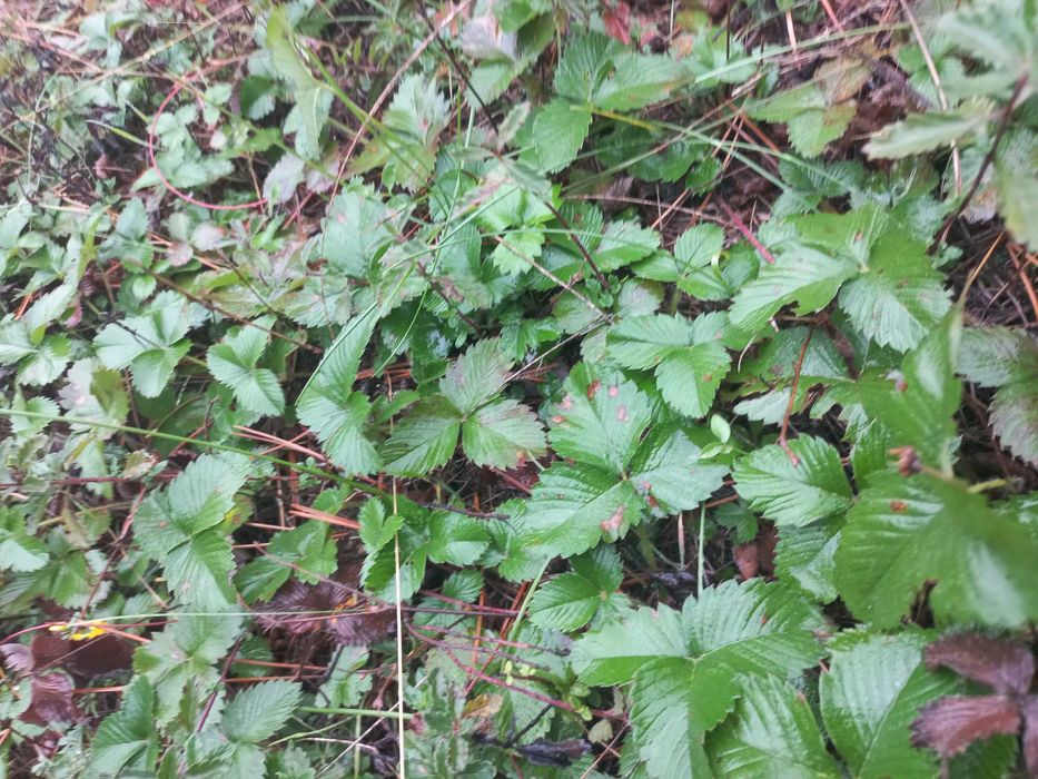 горски ягоди от България 0.33лв