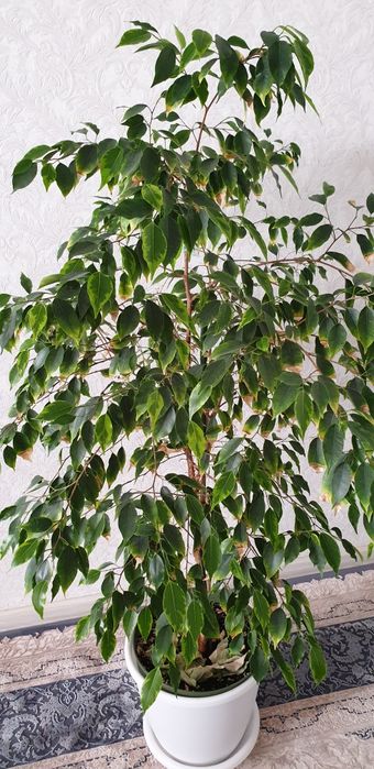 Продам фикус бенжамина