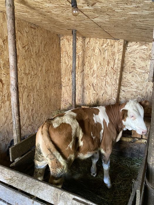 Vitel de vânzare, Războieni/Neamt