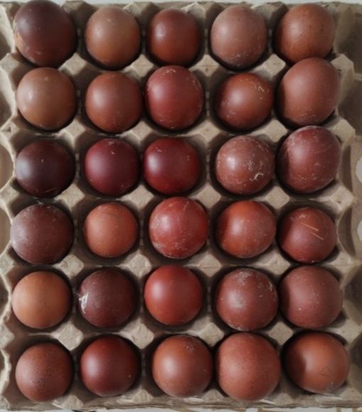 Инкубационные яйца кур породы МАРАН