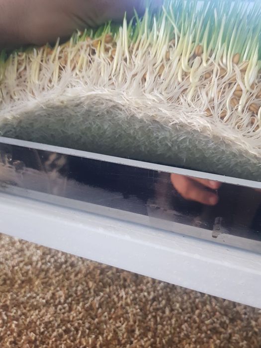 Гидропон яшил озука