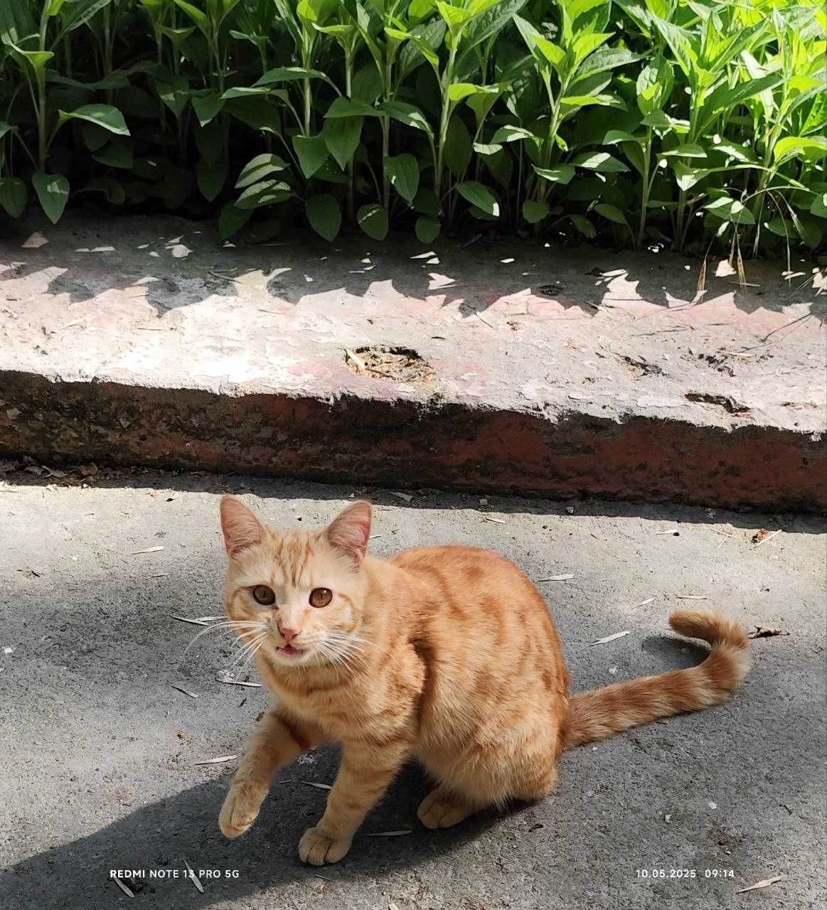 Пристраивается молодой котик