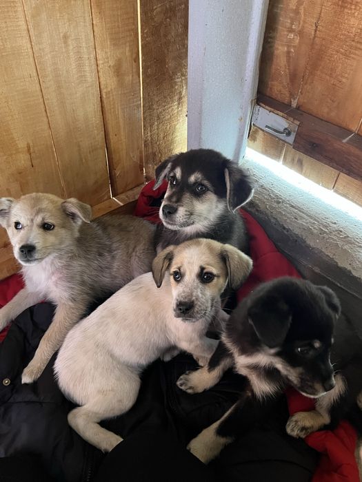 Dau spre adoptie 5 cateluse superbe