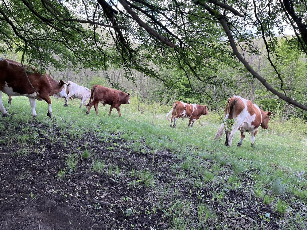 Taurasi de vanzare