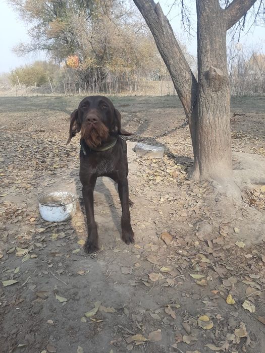 Продам охотничьию собаку