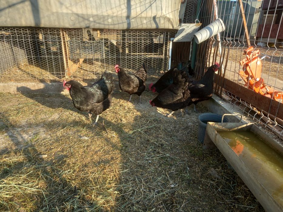 Vand  Australorp