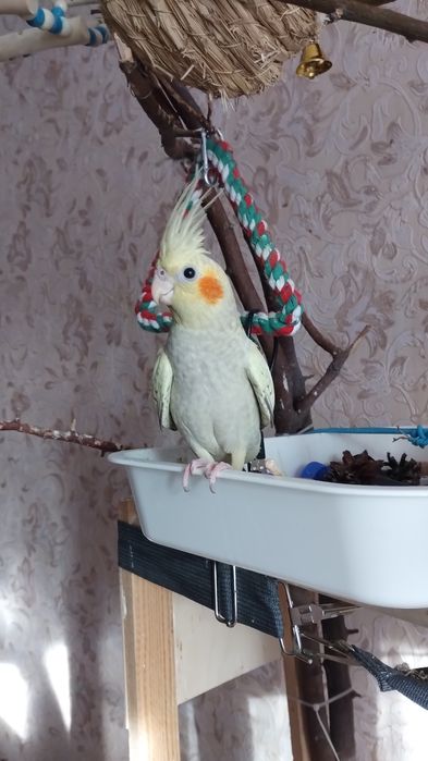 Продам птенцов Кореллы