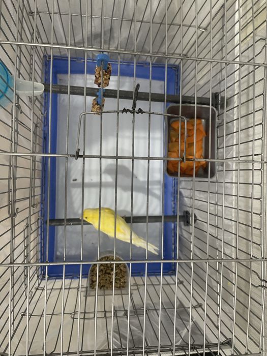 Канарейка с клеткой продам в хорошие руки пишите звоните