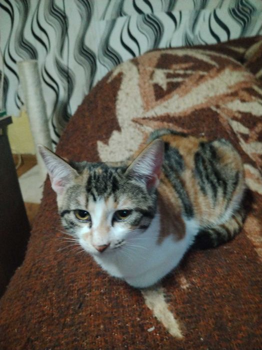 Подарявам много красиви ддомашни котенца, област Варна