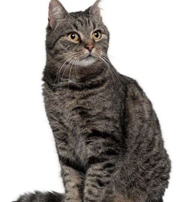 Бесплатно в добрые руки