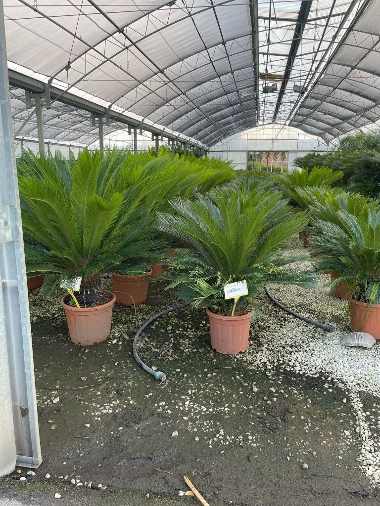 Photinia. Leandru. Palmierii cycas revolut.