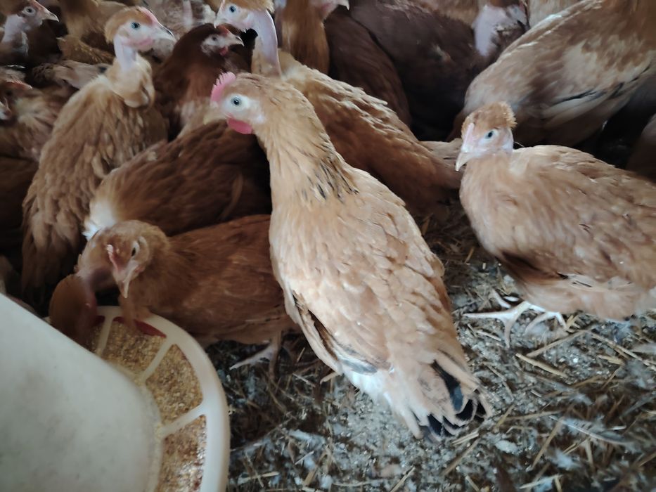 Vând puicuțe mixte Kabir