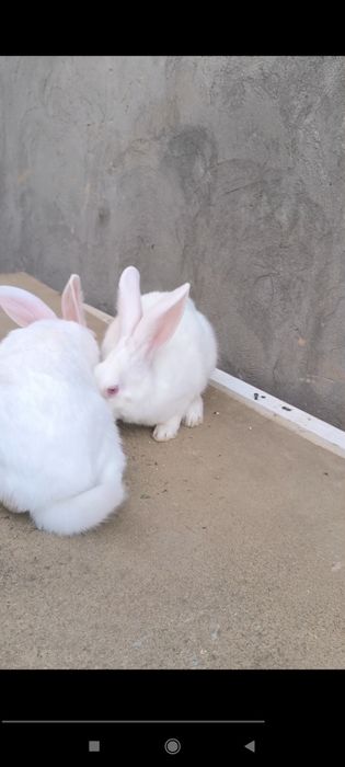 Quyon hikol zotli sames