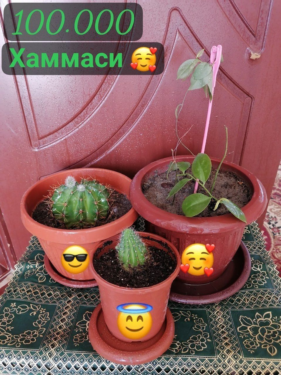 Комнатаные растения