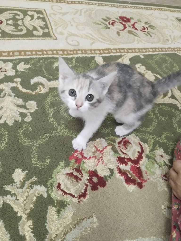 Отдам добрую руку кошку