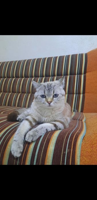 Вязка для кошек Скоттиш фолд и страйт