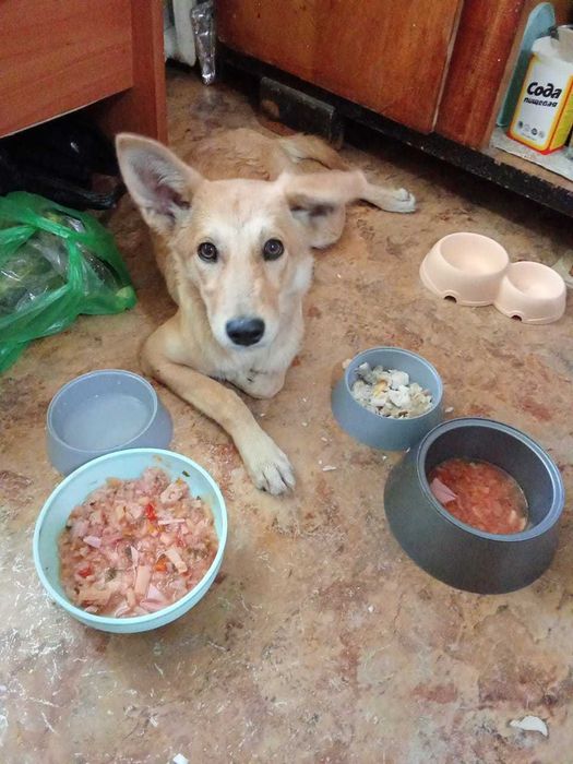 Нужен дом для собачки! Срочно!