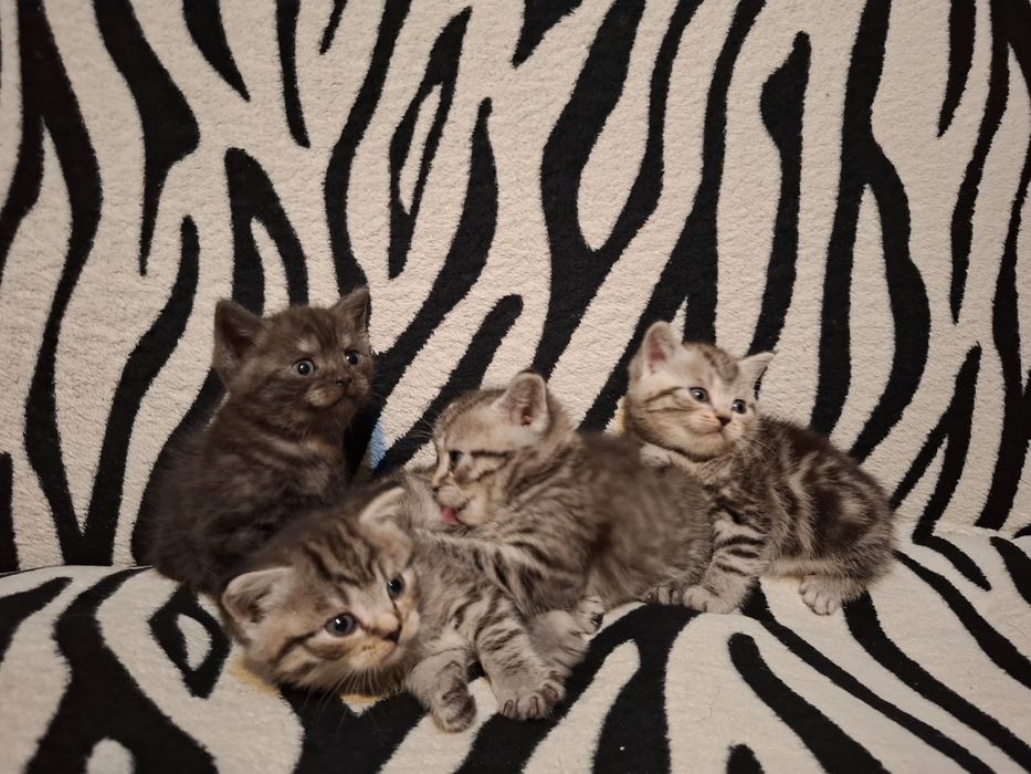 Продам котят, британские короткошерстные