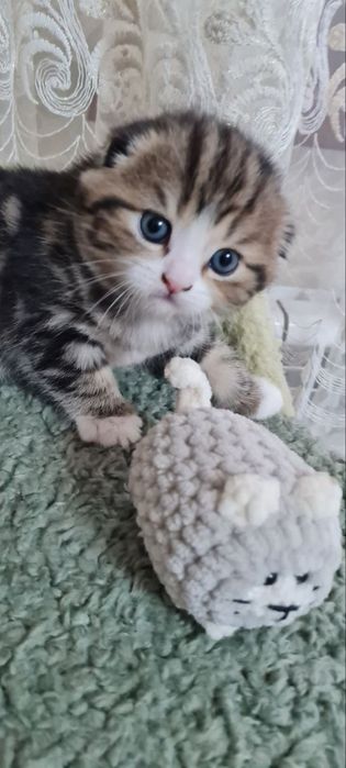 Продаются котята шотландские