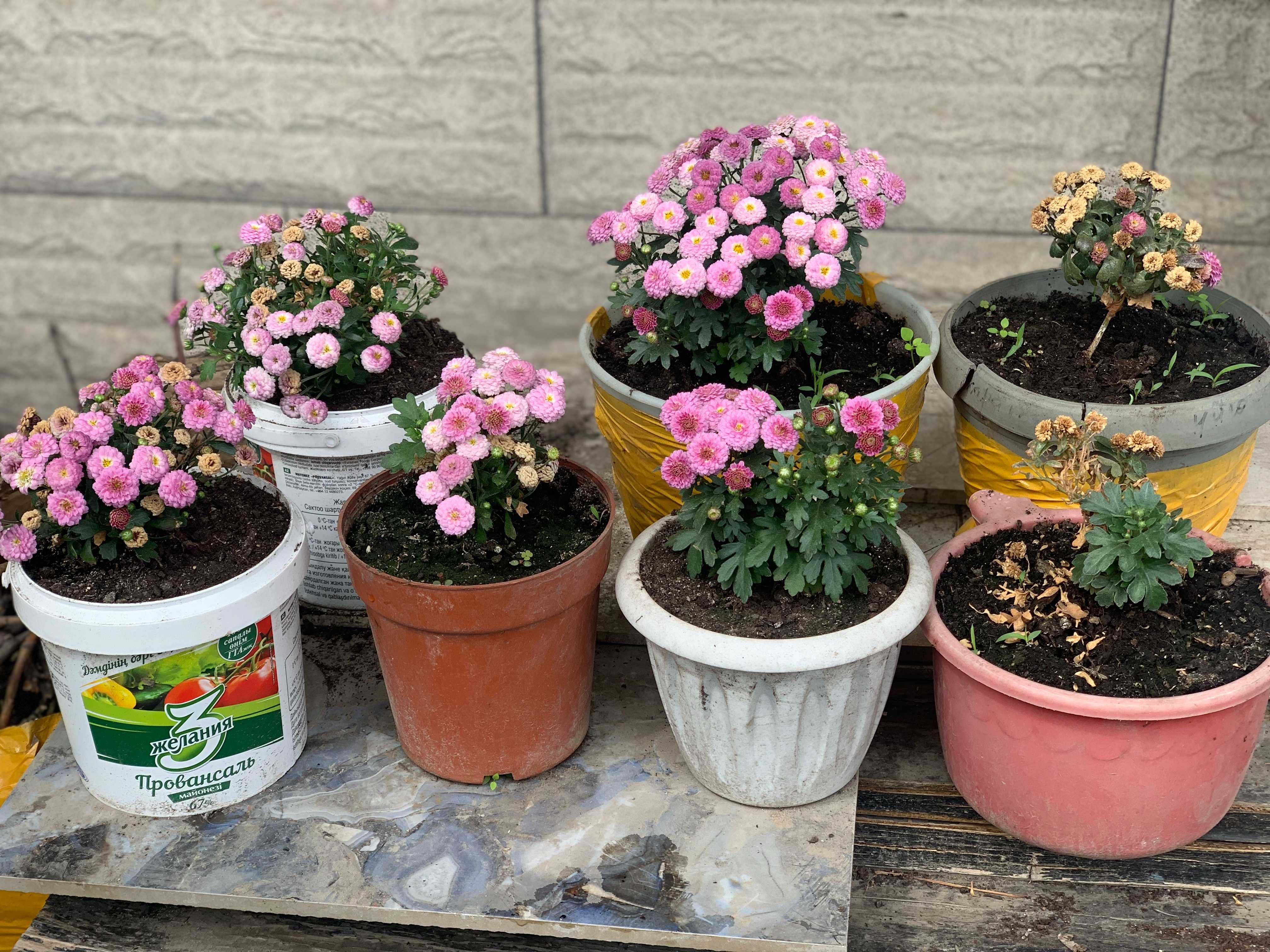 Юкка, пионы, хризантема и другие многолетники для сада