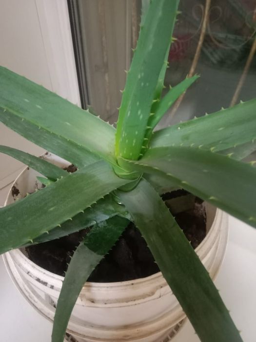 Цветы комнатные не дорого