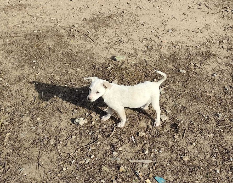 Ofer căței spre adopție 1 fetiță alba 1 baiat talie mica deparazitati