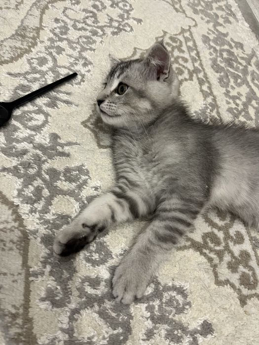 Продам котенка 20.000тг