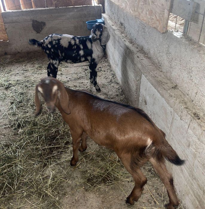 De vanazare iede anglonubian