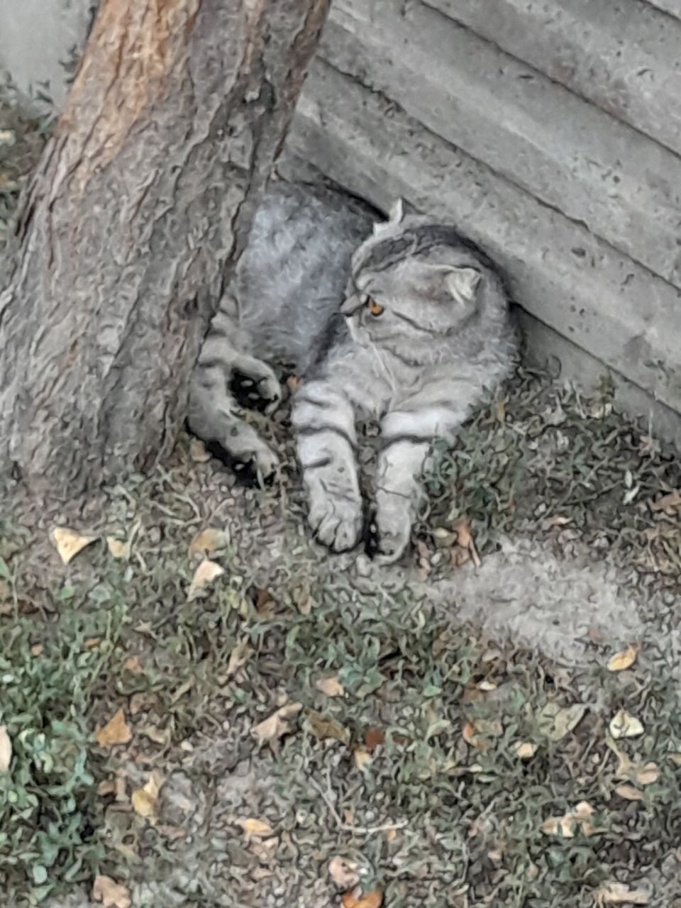 Кошка домашний девочка