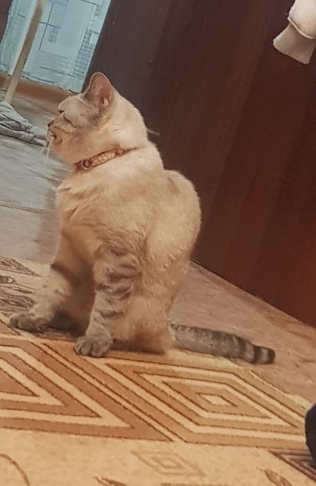 Котенок Скотиш Фолд