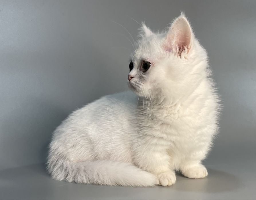 Продажа,порода манчкины.