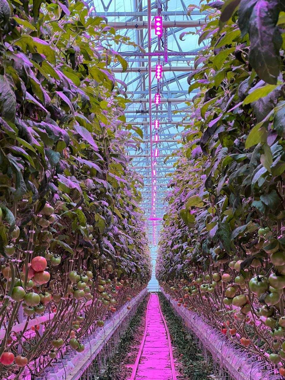 PLANTALUX FX300W Светодиодные светильники! Досветка/свет для теплиц.
