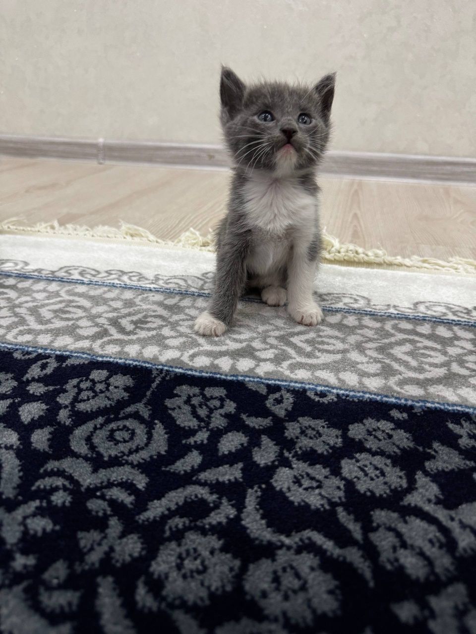 Пушистые котята милые