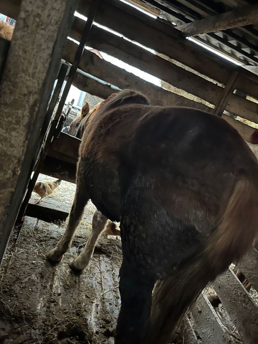 Продам Байталов и Кунанов