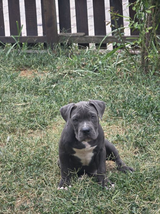 American Bully Pocket – 3 luni jumate, Bloodline de Top