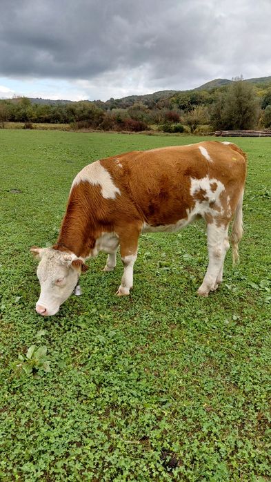 De vanzare vaci baltata românească   pret  difera de la animal la anim