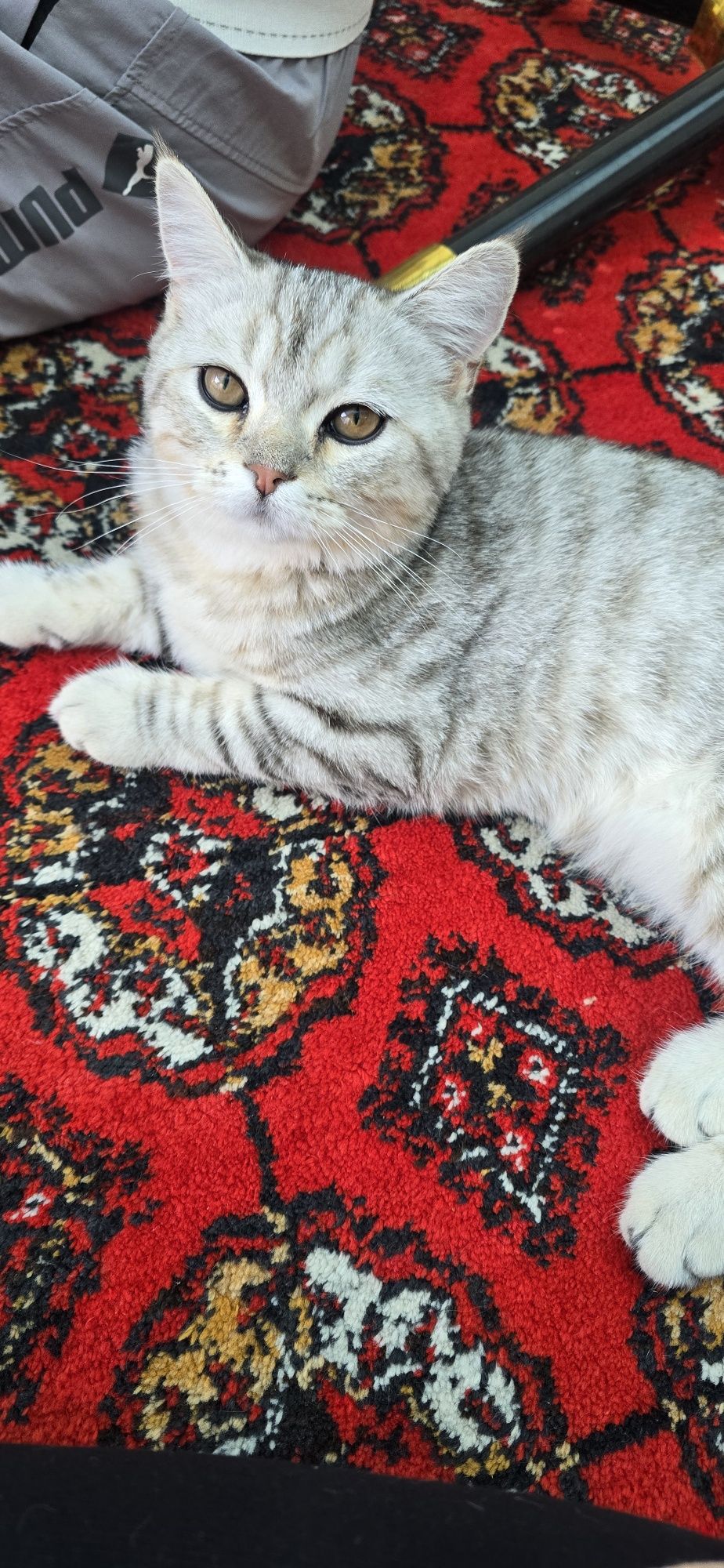 Mushuk shotesh strayt. Shinshila