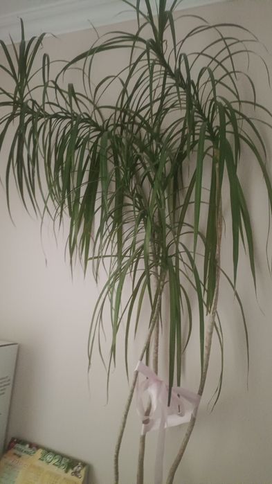 Комнатные цветы дерево