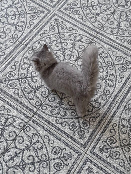 Продается породистый котенок