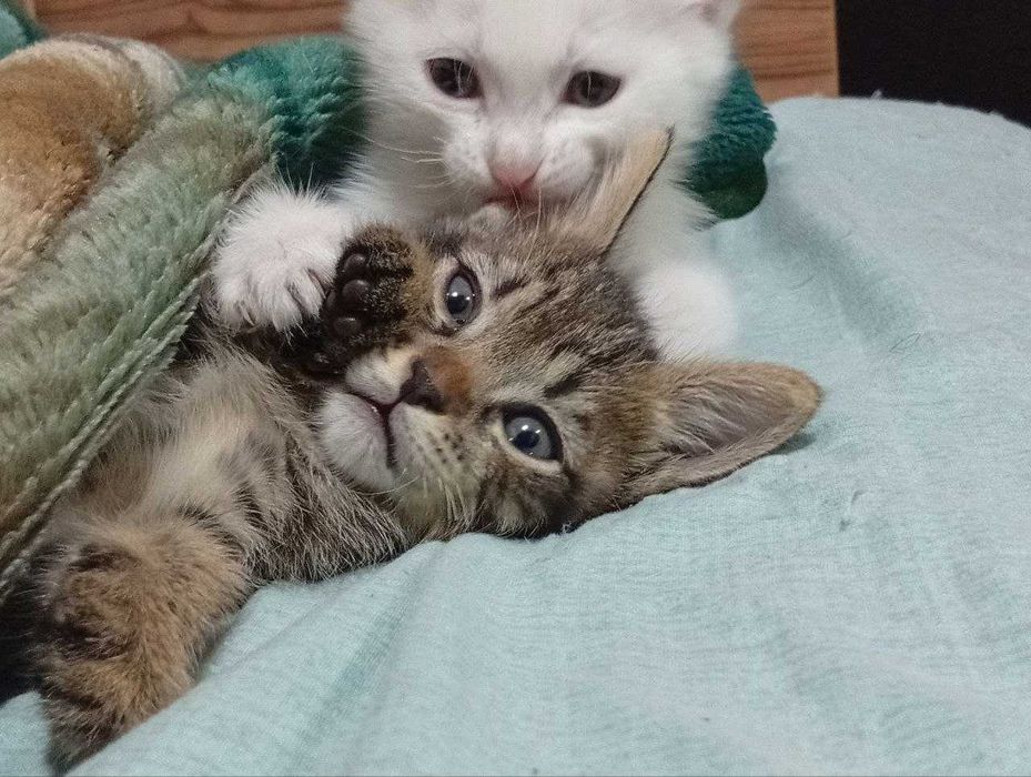 Бесплатно Отдам котенка в Ташкенте