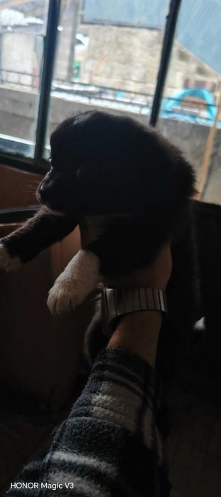 Кученце мелез за продан