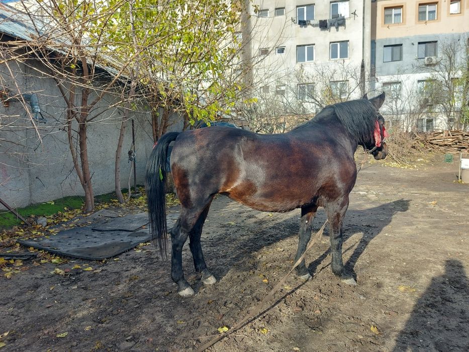 Vând iapa Alexandria